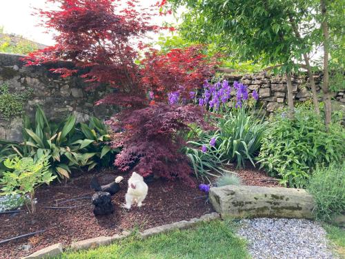 a cat is standing in a garden with flowers at B&B Corte Seguini in Bagnatica