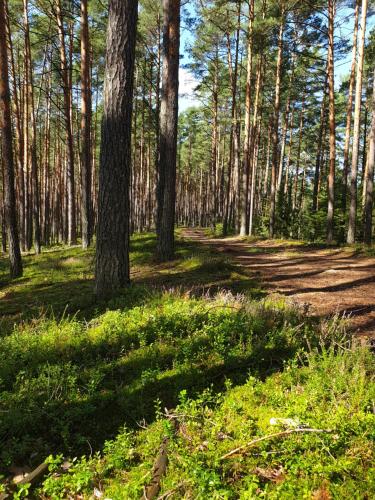 een pad in een bos met bomen en gras bij Osada nad Szumem in Józefów