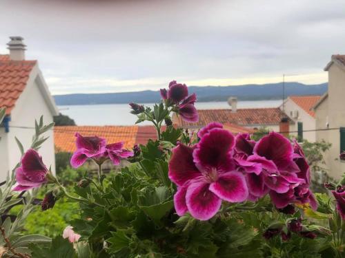 a group of purple flowers in a garden at Apartment Vanja in Bol