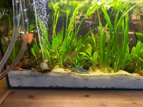 a aquarium with green plants in a tank at Waldhotel Zöbischhaus in Bad Reiboldsgrün