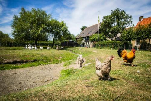 un groupe de poulets debout dans un champ dans l'établissement Holidayhome - Kon Emmaweg 26 - Vrouwenpolder - Uitspanning Oranjezon, à Vrouwenpolder