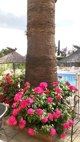 Brit Hotel Confort Hélios Agde photo 63