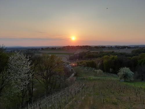 a sunset over a vineyard with the sun setting at Holiday Home Nirvana in Gornji Mihaljevec