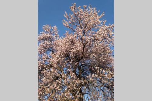 a tree with pink flowers on the top of it at Il mare in un bicchiere in Sciacca
