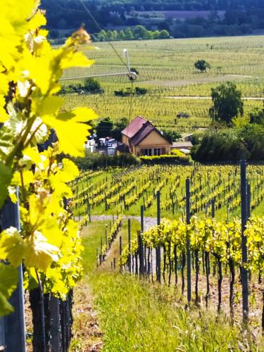 a view of a vineyard with yellow flowers at Le p'tit coin de chez nous in Dambach-la-Ville