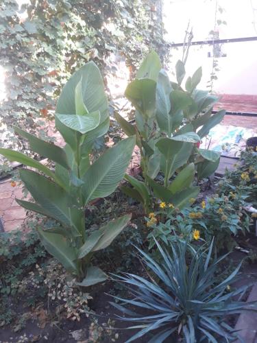 two green plants in a garden at Guest House Orzu in Khiva