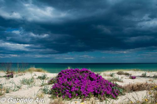 a bush of purple flowers on a sandy beach at Villetta Splendor in Monte Nai
