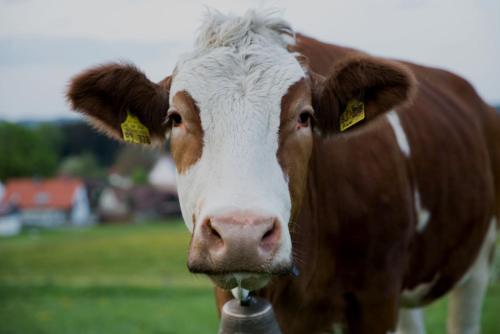 Animales en la casa de huéspedes o alrededores