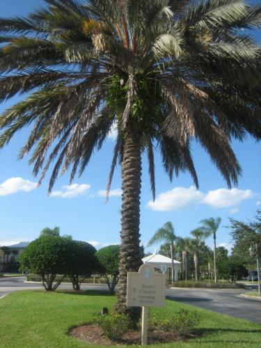 a palm tree in a park with a sign at Monumental Hotel Orlando in Orlando