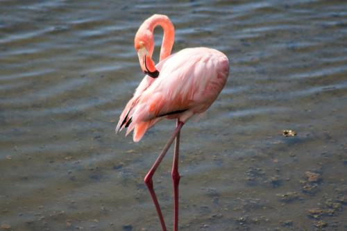 a pink flamingo standing in the water at Chez Manany Galapagos Ecolodge in Puerto Villamil