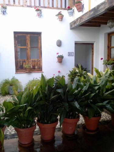 a group of potted plants in front of a building at Cuevas Pedro Antonio de Alarcon in Guadix