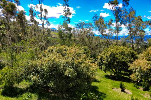a field of trees and grass with a blue sky at Hacienda San Isidro Trails & Experiences in Cotacachi