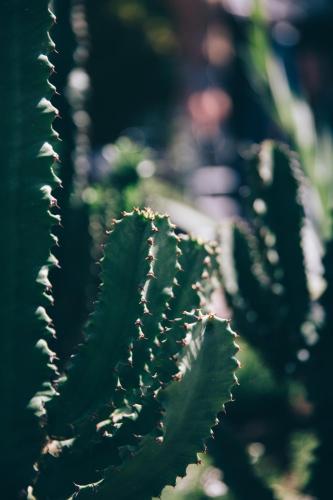 a close up of a green cactus plant at Coogee Bay Hotel in Sydney