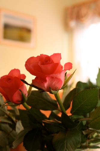 a group of red roses in a vase at Gasthof Hertigswalde in Sebnitz