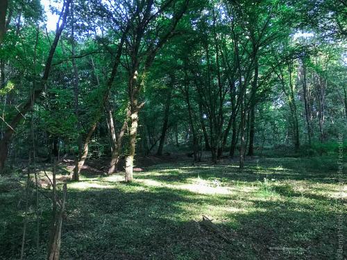 a wooded area with a lot of trees and grass at Katis‘Apartment in Diez