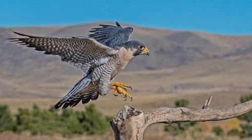 a bird is flying over a tree branch at Casa de Montaña inmersa en Bosque Nativo in San José de Maipo