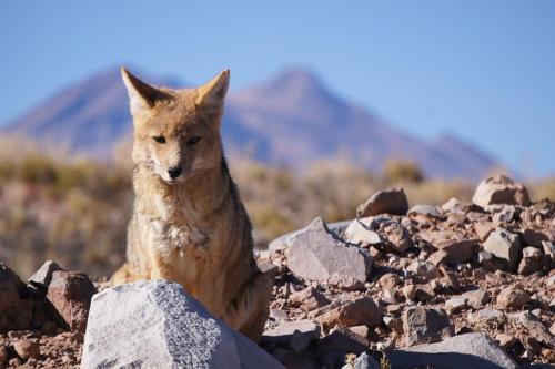 a fox sitting on a pile of rocks at Casa de Montaña inmersa en Bosque Nativo in San José de Maipo