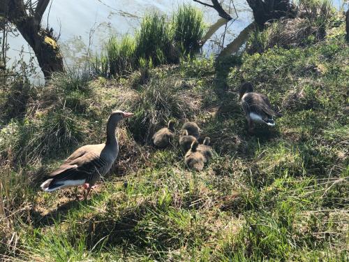 a group of ducks in the grass near the water at Luckylake in Muhr amSee