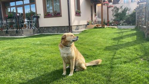 a brown dog sitting on the grass in the yard at Casa Irlandeza - Irish House in Baile Felix