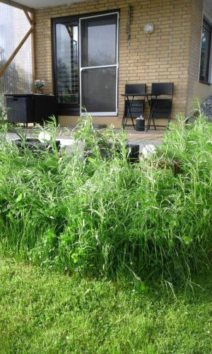 a bunch of plants in front of a house at Wikingerstadt 1 in Schleswig
