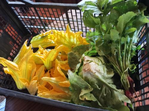 a basket full of lettuce and other vegetables at Masseria Le Querciole in Fauglia