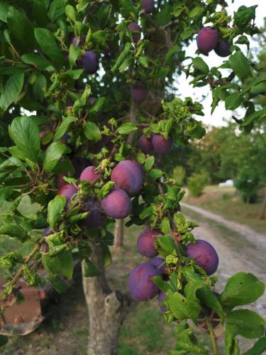 a bunch of fruit hanging from a tree at Masseria Le Querciole in Fauglia