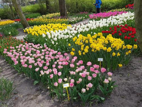 スハーヘンにあるBed & Breakfast Momentsの庭園の色彩豊かな花々