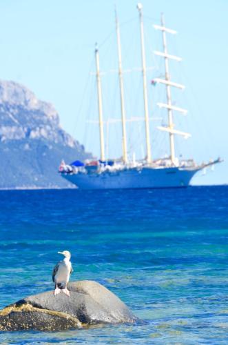 a bird sitting on a rock in the water with a sail boat at casavacanza golfo aranci in Golfo Aranci