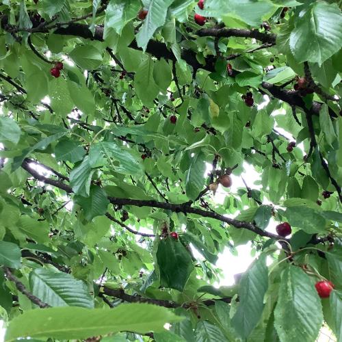 a tree with green leaves and red berries on it at AI QUATTRO SOLI in Privano