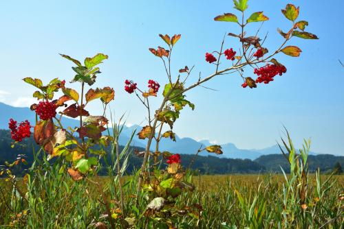 a plant with red flowers in a field at Apartment Sonnleitn/Nassfeld in Sonnenalpe Nassfeld