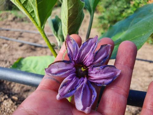a person holding a purple flower in their hand at Il Nuraghe del lago Coghinas in Oschiri