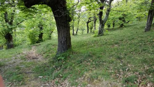a tree in the middle of a grassy hill with trees at la feuille de choux ( le MàS du Plot) in Sablières