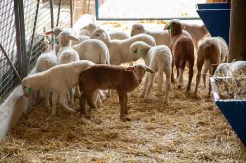 a herd of sheep standing in hay in a pen at Mas Teixidor, Masia entre Girona y la Costa Brava in Caldes de Malavella