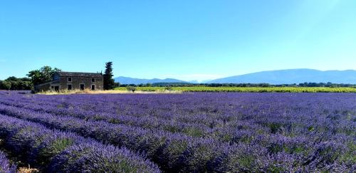 an old house in a lavender field at L'Instant Provence in Valréas