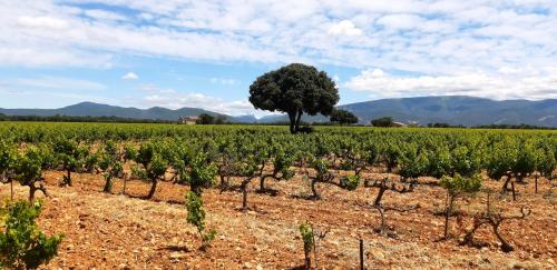 a field of vines with a tree in the middle at L'Instant Provence in Valréas