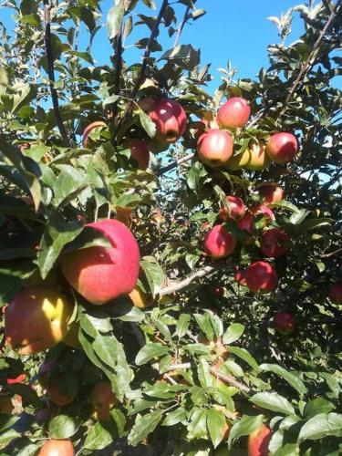 a bunch of apples growing on a tree at Agriturismo La Gemma del Parco in Mormanno