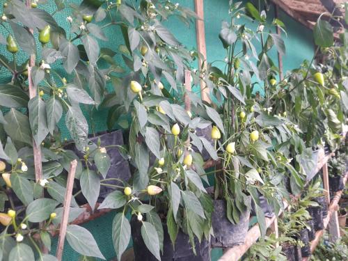 a bunch of plants in pots on a fence at Kabiraalaya Homestay in Darjeeling
