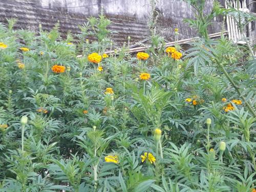 a garden filled with yellow flowers next to a building at Kabiraalaya Homestay in Darjeeling
