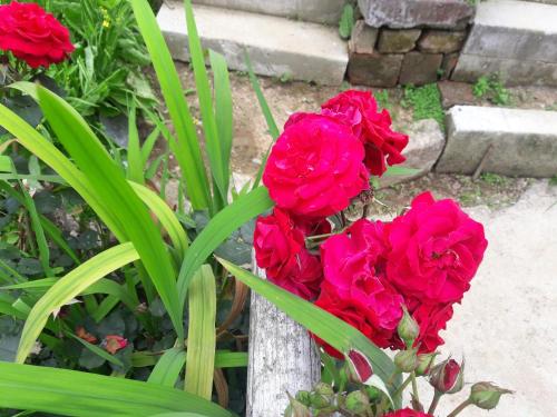 a group of red flowers in a garden at Kabiraalaya Homestay in Darjeeling