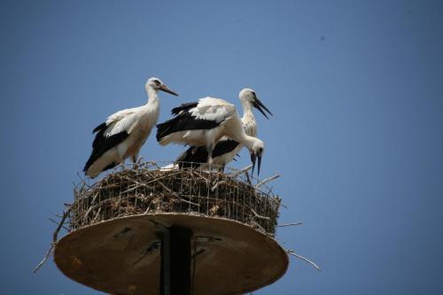 three birds sitting in a nest on top of a street light at Hotel Iliana in Filippiada