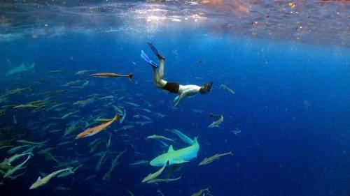 a person swimming in the ocean with a school of fish at Kiha Beach in Dharavandhoo