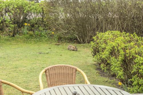 a table and chairs with a cat laying in the grass at Solbeck im Käpitänshaus Andresen in Westerland (Sylt)