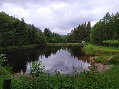a river with a reflection of trees in the water at chambre double in Gérardmer