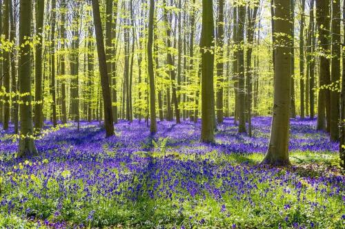 a carpet of bluebells in a forest with trees at Het Kastanjehuis in Orlitain