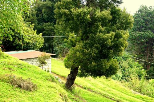 a tree on the side of a grassy hill at Maruti Villa in Kodaikānāl