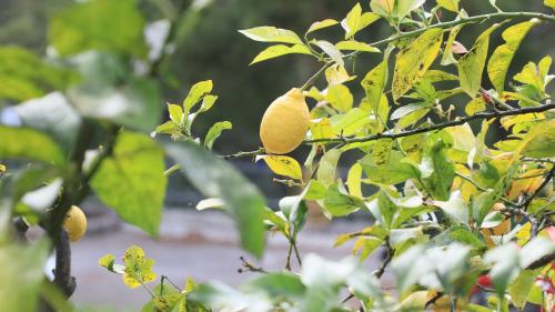 a lemon tree with yellow fruits on it at Villaggio Elisena in Vieste