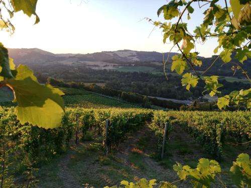 een wijngaard in de napa vallei met de heuvels op de achtergrond bij Naturaliterre BnB - Microfattoria in Dovadola