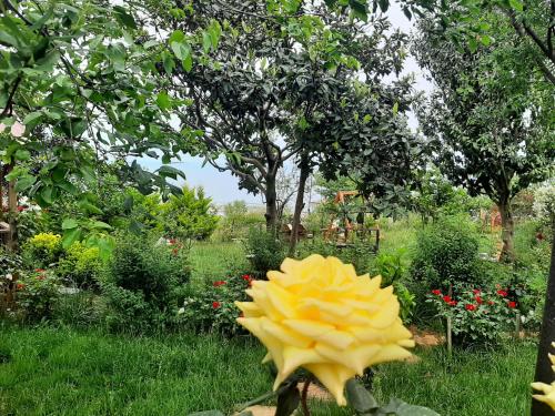 a yellow flower in the middle of a garden at Menekşe Apart 2 in Trabzon