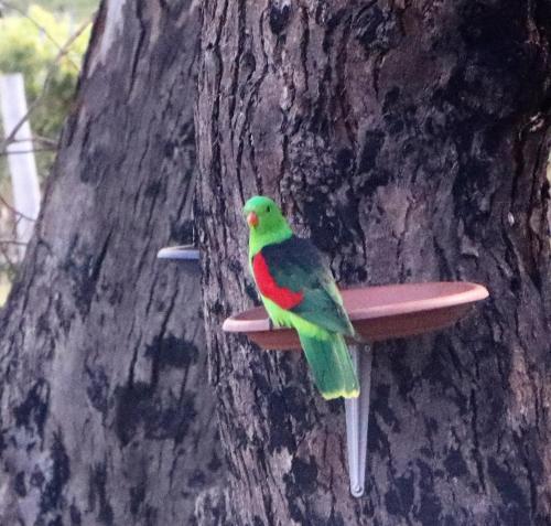 Animales en la casa o chalet o alrededores