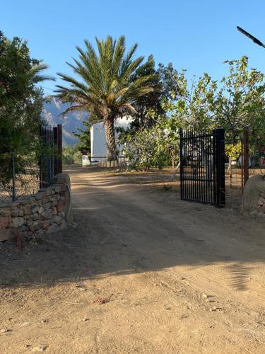 a gate to a compound with a palm tree at Villa Bianca in Tertenìa
